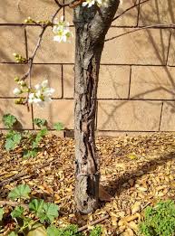 Tree trunk paint is formulated to help protect your trees from the sun's uv rays. Painting The Trunks Of Fruit Trees Greg Alder S Yard Posts Southern California Food Gardening