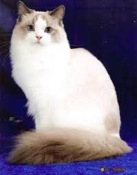 Allowance should be made for darker color in older cats as ragdolls generally darken with age, but there must be definite contrast between body color and points. Blue Ragdoll Cats Blue Point Ragdolls Blue Mitted Colorpoint Mitted Lynx Tortie Bicolor