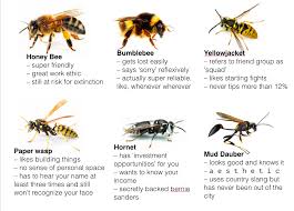 What Bee Are You Bees Types Of Bees Bee Bee Meme