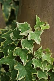 Hedera Helix Goldchild Hedera Helix Ivy Plant Indoor Ivy Plants