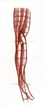 Arm Side View Drawing Techniques Anatomy Reference Painting Drawing
