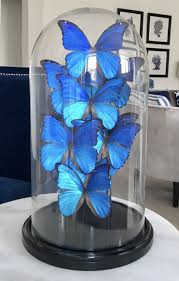 There is certainly a number of valuable data we will get through studying a number of facts preceding. Butterfly Dome Medium Butterfly Decorations Butterfly Dome Butterfly Room