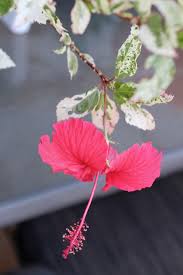 Hibiscus Rosa Sinensis Cooperii Snowflake Hibiscus Hibiscus Hibiscus Rosa Sinensis Beautiful Flowers