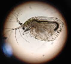 Active ingredient is permethrin (0.5% granules), with two to 3 pounds treat 1,000 square feet. How To Treat Flea Bites Pest Control Bulwark Exterminating