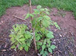 This berry has long been used to treat colds caused by various viruses and infections. Raspberry Leaves Yellow And Dying Suddenly Berries Forum At Permies