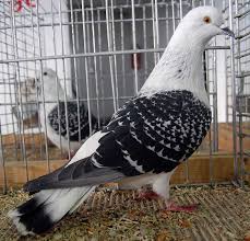 Ice Pigeon Photo From Zwonitz Show Paloma Palomitas Azules Aves