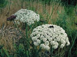 Image result for Daucus