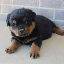 Puppies For Sale Near Me Find Your Puppy Vip Puppies Puppies For Sale Free Puppies Cute Dogs And Puppies