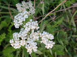 Image result for Achyrospermum micranthum