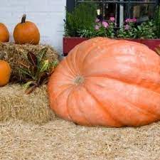 How To Grow Giant Pumpkins Giant Pumpkin Growing Pumpkins Pumpkin