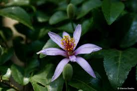 Image result for Grewia praecox