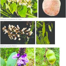 Image result for Eriosema rhynchosioides