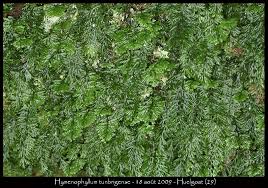 Image result for Hymenophyllum triangulare