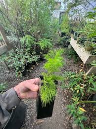 Image result for Asparagus racemosus