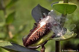 Calotropis The Giant Milkweed Karthik S Journal Milkweed Milkweed Seeds Trees To Plant