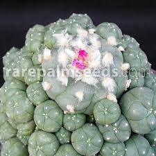 I had a hard time but once i got my package damn y'all doing a good job over there. Lophophora Williamsii Peyote Buy Seeds At Rarepalmseeds Com