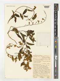 Image result for Bonamia spectabilis