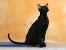 Oriental Short Hair Cat Breed Profile | Petfinder