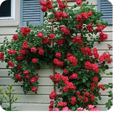 If you do not care for the bush, leaving it unattended, it will be easy to trail on the ground. Growing Blaze Climbing Rose