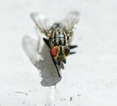 Unlike the many geneticists who breed fruit flies in the lab, pool studies flies captured in the wild. Homemade Fly Repellent With Pine Sol Keep Flies Away With Pine Sol