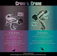 Download bakasana images and photos. Kakasana Vs Bakasana Yoga Asanas Yoga Meditation Yoga Pilates