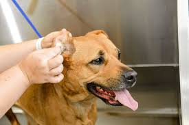 Image result for mold in the ear dog