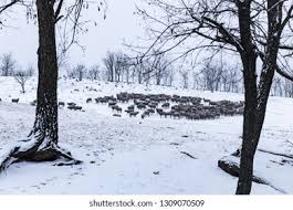 All countryside and village visit tours are delivered by 3 travel operators in hungary. Stock Photo And Image Portfolio By Zsolt Repasy Shutterstock