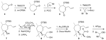 Image result for Croton steenkampianus