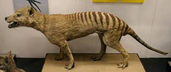 Check spelling or type a new query. Gaphs Crew Harimau Tasmania Nama Saintifiknya Thylacinus Cynocephalus Berasal Dari Australia Dan New Guinea Haiwan Ini Telah Di Istiharkan Pupus Haiwan Ini Panggil Harimau Kerana Punggungnya Yang Bercorak Belang Namun Ada