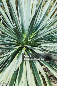 Image result for Agavaceae