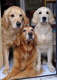 Our Sonnie Was The Color Of The Middle One Dogs Cute Animals Beautiful Dogs