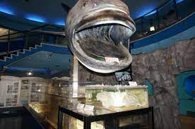 Google has many special features to help you find exactly what you're looking for. ãƒšãƒƒãƒˆåŒä¼´ok è½ã¡ç€ã„ãŸé›°å›²æ°—ã®æ°´æ—é¤¨ äº¬æ€¥æ²¹å£ºãƒžãƒªãƒ³ãƒ'ãƒ¼ã‚¯ ã¸ Interact