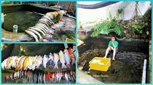 Maybe you would like to learn more about one of these? Viral Pria Bayar Orang Untuk Bersihkan Kolam Ikan Tapi Setelahnya Semua Ikan Mati Tribunnews Com Mobile
