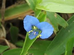 Image result for Commelina diffusa