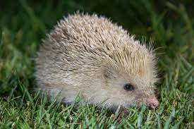 The Blonde Hedgehog The Hotel Putting Alderney On The Agenda Financial Times
