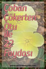 Coban Cokerten Otu Faydalari Otlar Sifali Otlar Dogal Tedaviler