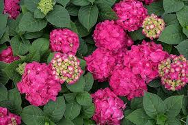 Maybe you would like to learn more about one of these? Repeat Blooming Plants Gaining Fans With Plant Growers And Gardeners