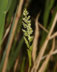 Image result for Agelanthus falcifolius