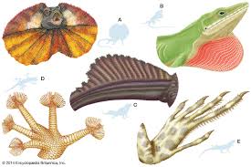 Reptile Definition Characteristics Examples Facts Britannica
