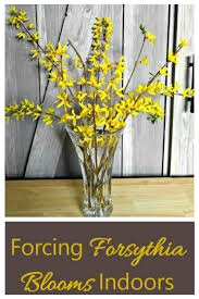 Forcing Forsythia Indoors How To Force Forsythia Blossoms