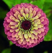 Queen Red Lime Zinnia Seeds Zinnia Elegans Queen Series Etsy Zinnias Zinnia Elegans Easy Plants To Grow