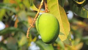 This easy method shows how to grow a mango plant from seed using a mango from the grocery store. Home Remedy Of The Week How To Reduce Blood Sugar And Diabetes With Mango Leaves Aam Ke Patte And Seeds Gutli Latestly