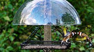 Goldfinch Squabble At The Dome Bird Feeder Youtube