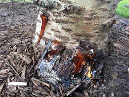 We did not find results for: Weeping Cherry Problems 2020 Purdue Landscape Report