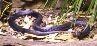 Red Bellied Black Snake Simple English Wikipedia The Free Encyclopedia