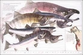 Dugald Stermer Artwork Google Search Pacific Salmon North America Amazing Nature