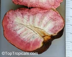 Image result for Annona reticulata