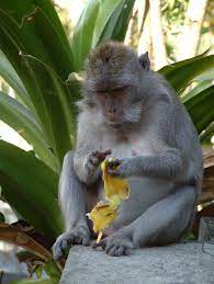 Funny Monkey And Banana Oh No Baby Gorrilla Atetoo Many Bananas Find Our What Happens By