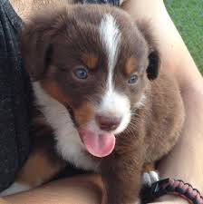 Aussies are confident and lively; Australian Shepherd Puppies Pets And Animals For Sale Indiana