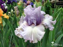 Tbcrystalgazer Tbathrue Iris Wiki